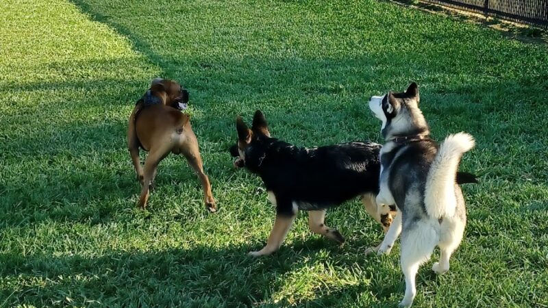 David J Stricker Dog Park - Batavia, OH