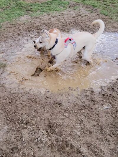 David J Stricker Dog Park - Batavia, OH