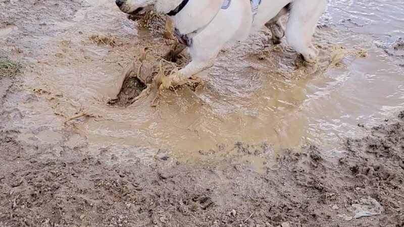 David J Stricker Dog Park - Batavia, OH