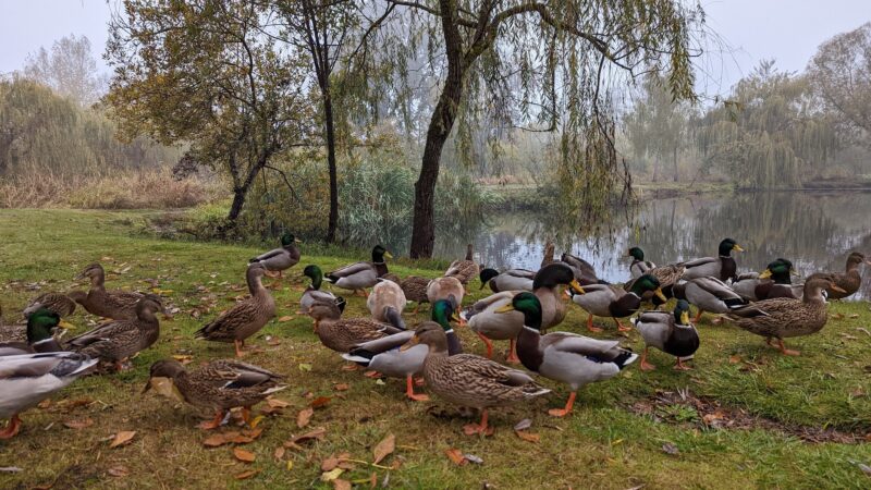 Marshall Community Park - Battle Ground, WA