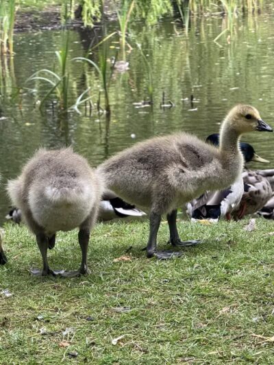 Marshall Community Park - Battle Ground, WA