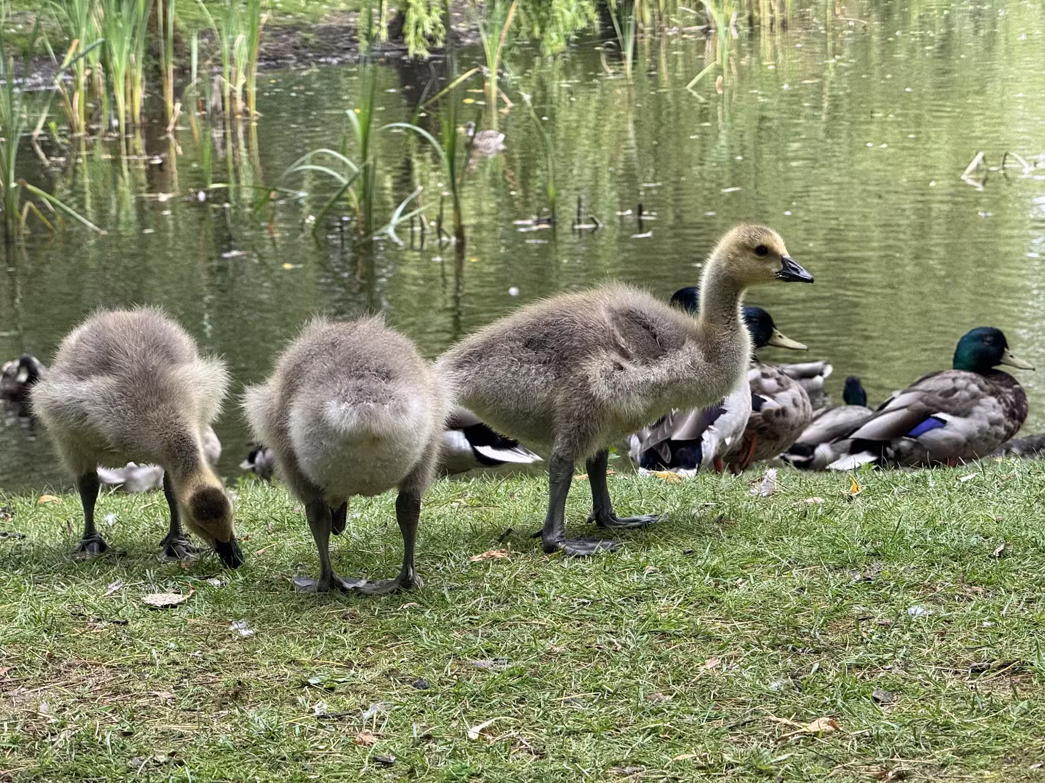 Marshall Community Park - Battle Ground, WA