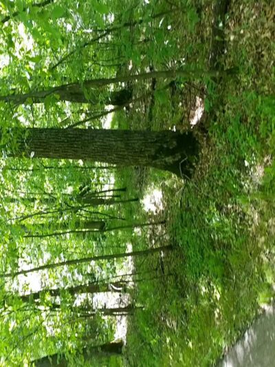 Glendalough State Park - Battle Lake, MN