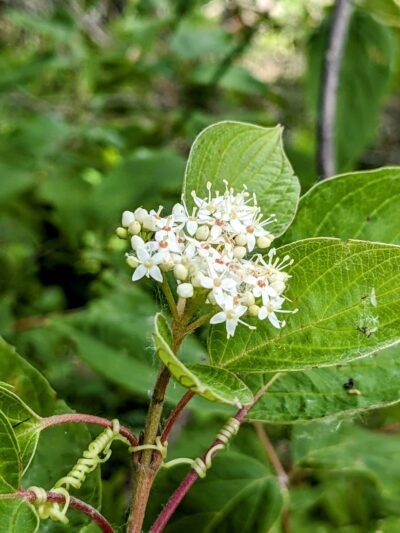 Lions Park - Battle Lake, MN