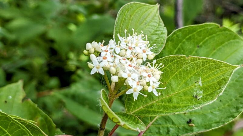 Lions Park - Battle Lake, MN