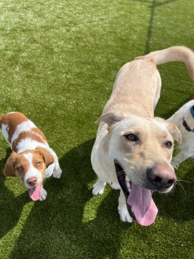 Prairie Peak Kennels - Battle Lake, MN