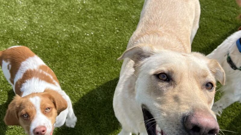 Prairie Peak Kennels - Battle Lake, MN