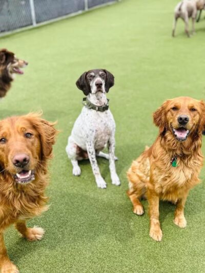 Prairie Peak Kennels - Battle Lake, MN