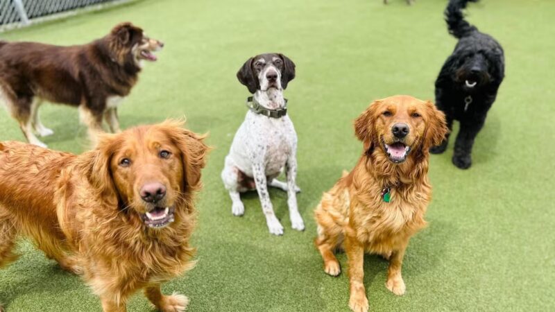 Prairie Peak Kennels - Battle Lake, MN