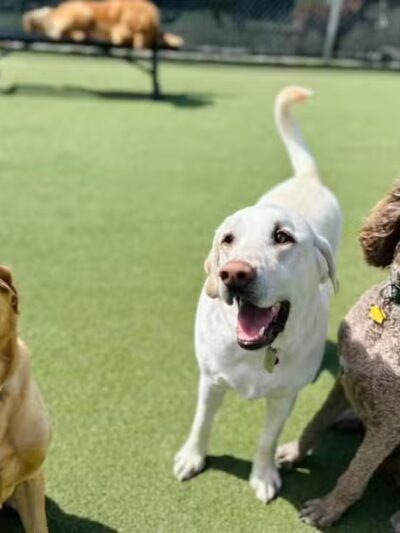 Prairie Peak Kennels - Battle Lake, MN