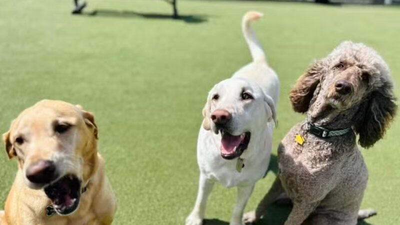 Prairie Peak Kennels - Battle Lake, MN