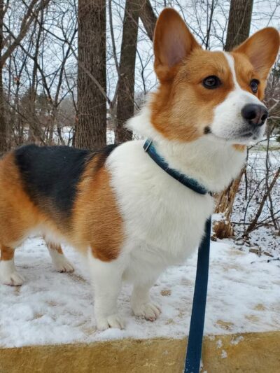 Prairie Peak Kennels - Battle Lake, MN