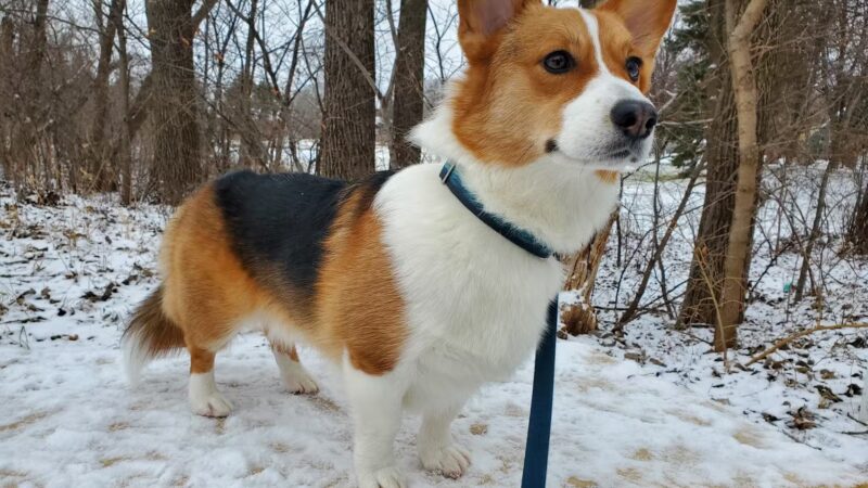 Prairie Peak Kennels - Battle Lake, MN