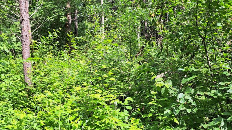 Paul Bunyan State Trail - Baxter Trailhead Parking - Baxter, MN