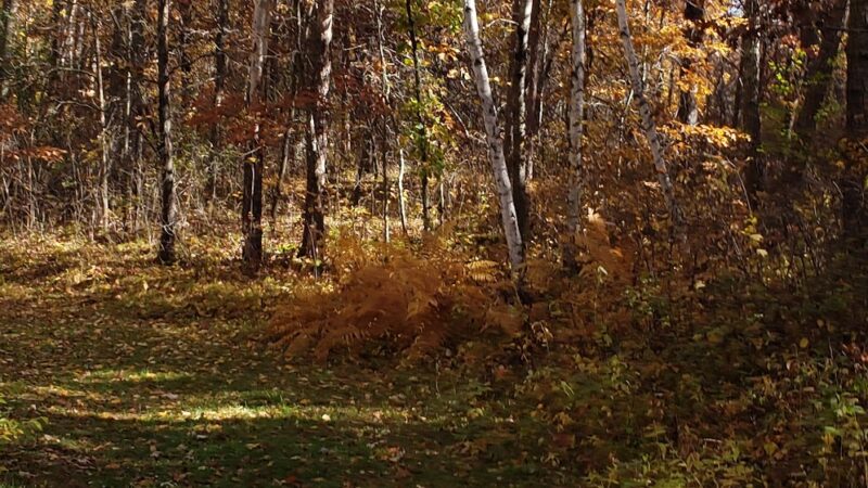 Paul Bunyan State Trail - Baxter Trailhead Parking - Baxter, MN