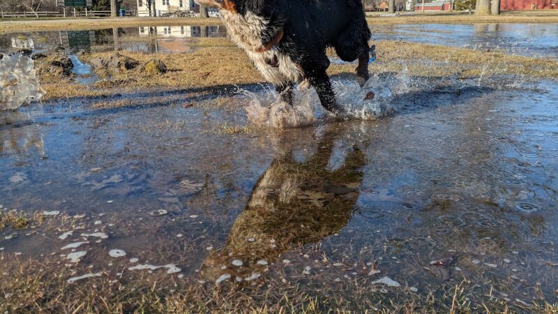 Bay County Dog Park - Bay City, MI