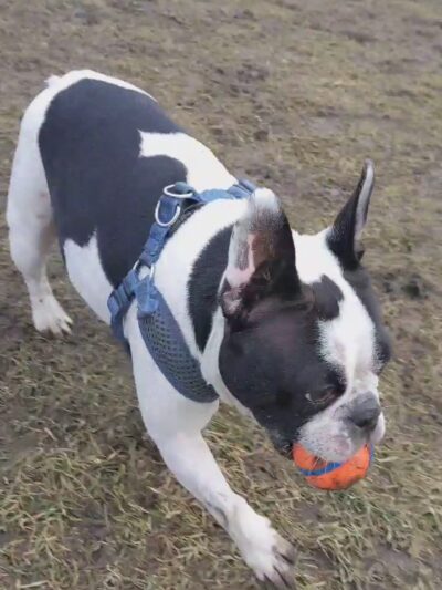 Bay County Dog Park - Bay City, MI