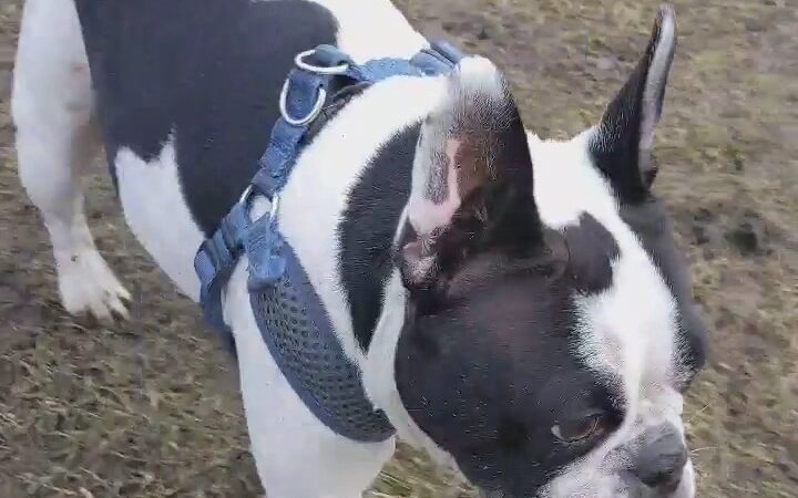 Bay County Dog Park - Bay City, MI