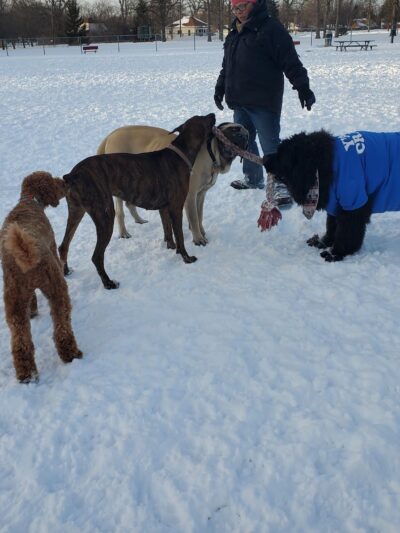 Bay County Dog Park - Bay City, MI