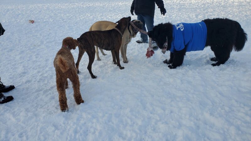 Bay County Dog Park - Bay City, MI
