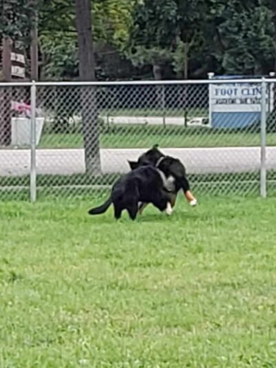 Bay County Dog Park - Bay City, MI