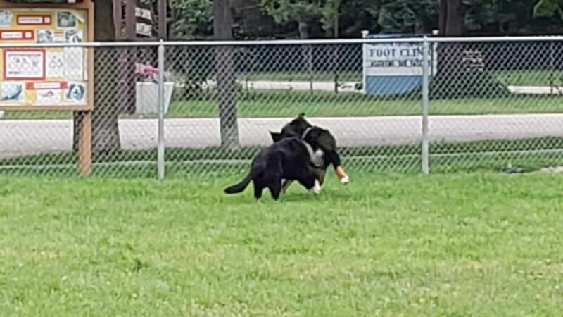 Bay County Dog Park - Bay City, MI