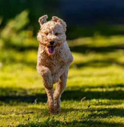 Throgs Neck Dog Park - Bayside, NY