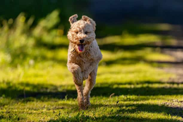 Throgs Neck Dog Park - Bayside, NY