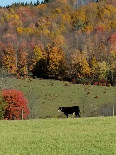 Beach Lake - Beach Lake, PA