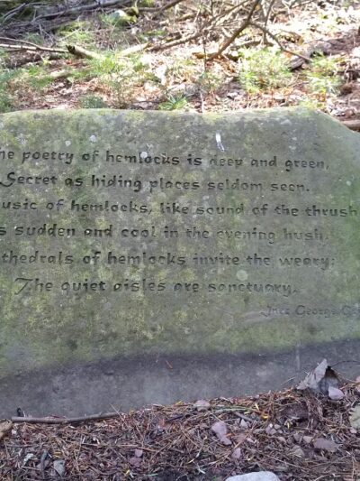 Damascus Forest Trail - Beach Lake, PA