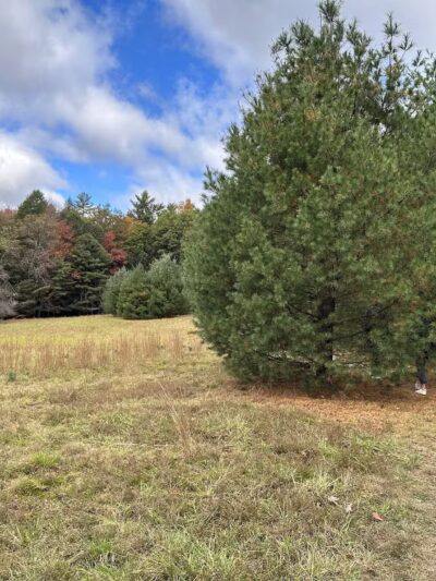 Damascus Forest Trail - Beach Lake, PA