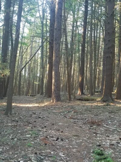 Damascus Forest Trail - Beach Lake, PA
