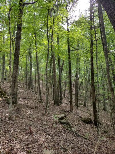 TVA Noeton Resource Management Area (Circle Park) - Bean Station, TN