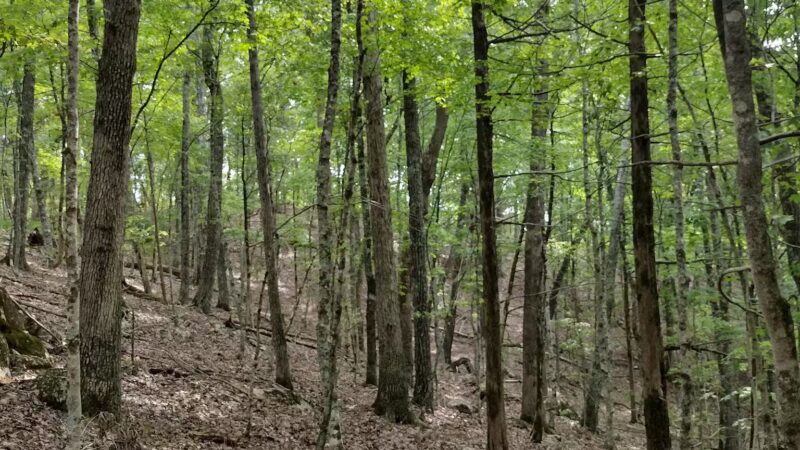 TVA Noeton Resource Management Area (Circle Park) - Bean Station, TN