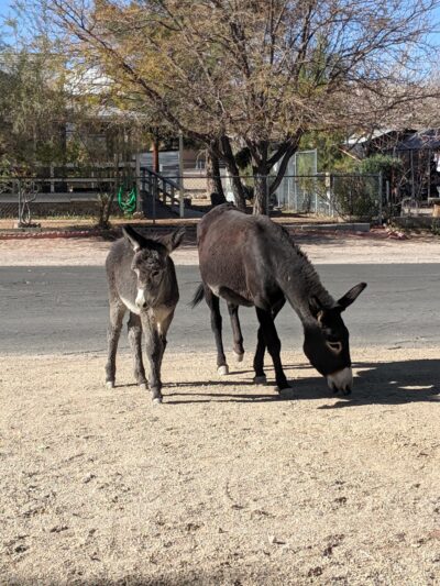 Cottonwood park - Beatty, NV