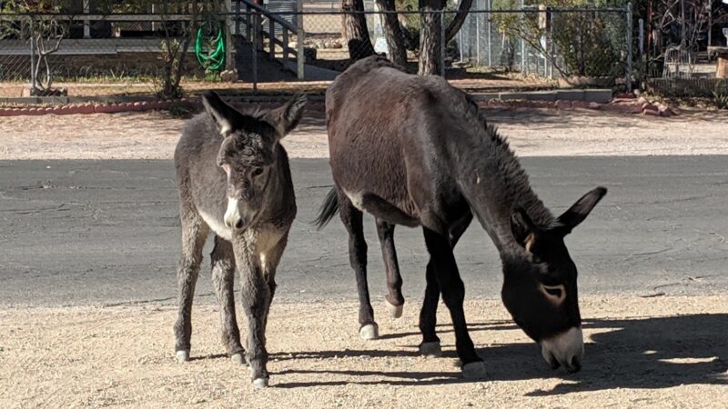 Cottonwood park - Beatty, NV