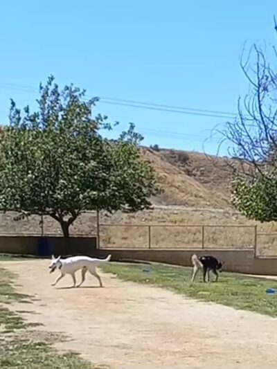 Noble Dog Park - Beaumont, CA