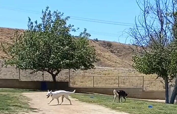 Noble Dog Park - Beaumont, CA