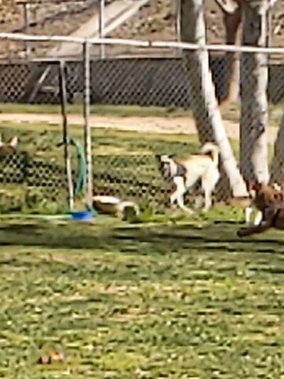 Noble Dog Park - Beaumont, CA