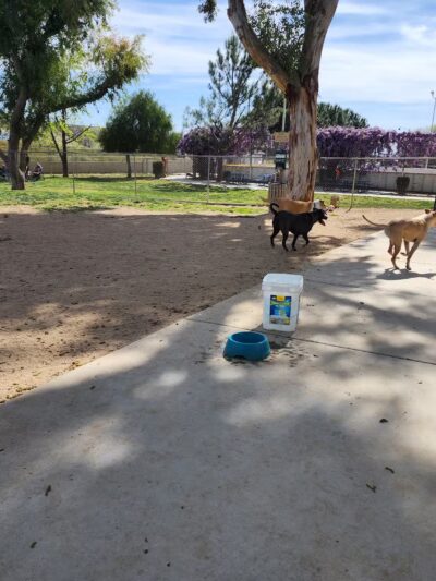 Noble Dog Park - Beaumont, CA