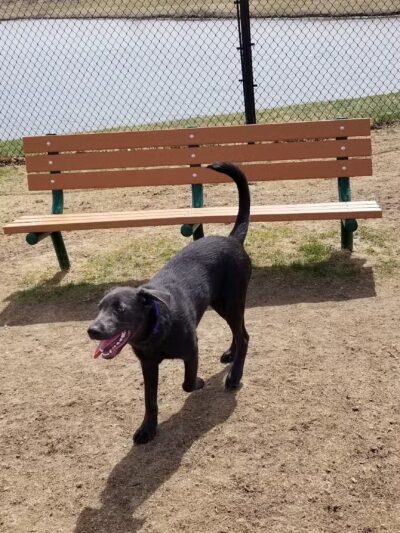 Beaver Dam Big Dog Park - Beaver Dam, WI
