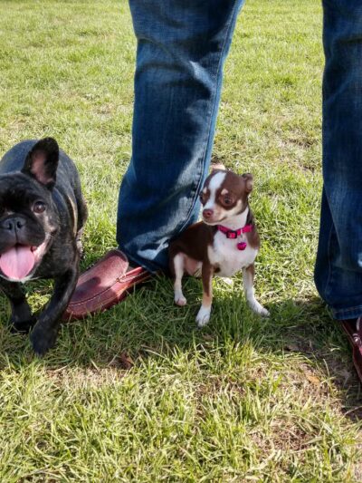 Beaver Dam Big Dog Park - Beaver Dam, WI