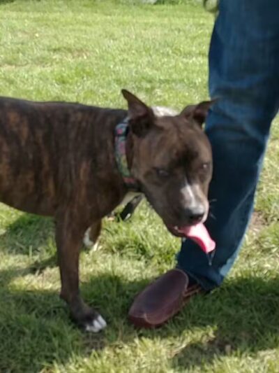 Beaver Dam Big Dog Park - Beaver Dam, WI