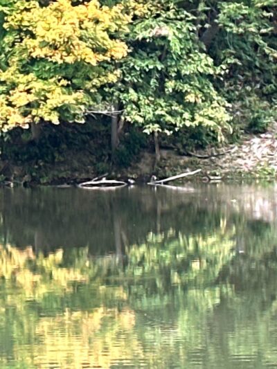 Brady's Run Shelter #14 - Beaver, PA