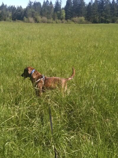 Beavercreek Community Park - Beavercreek, OR