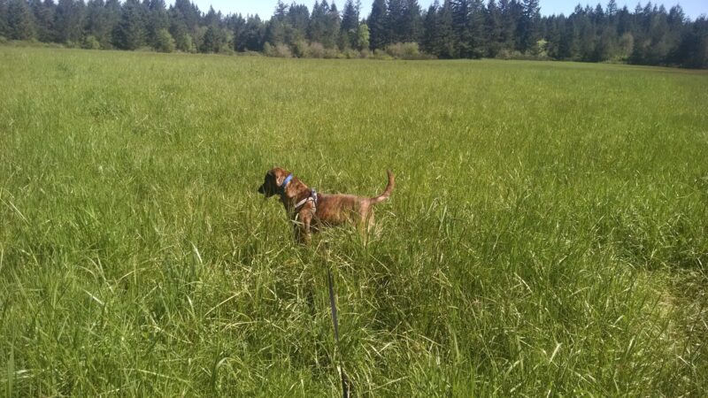 Beavercreek Community Park - Beavercreek, OR