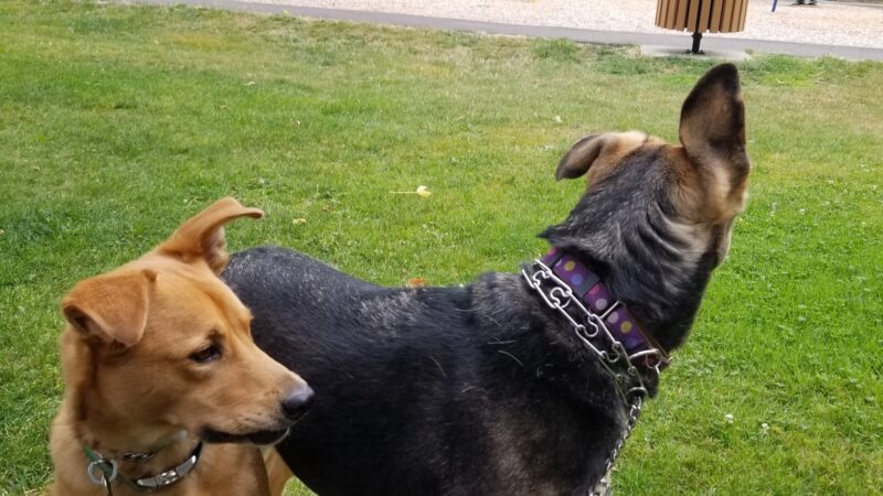 Channing Heights Park - Beaverton, OR
