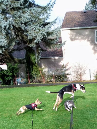 Channing Heights Park - Beaverton, OR