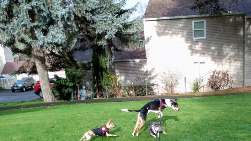 Channing Heights Park - Beaverton, OR