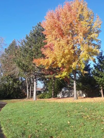 Greenway Park - Beaverton, OR